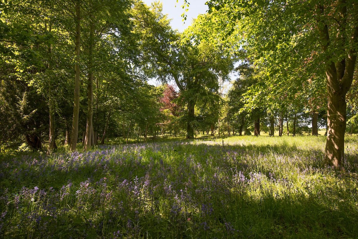 Park End - the Milne Graden Estate with bluebell woods