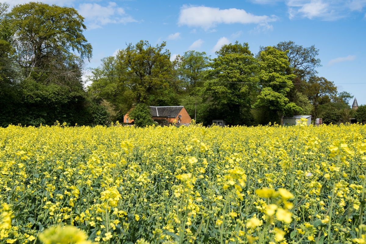 Daffodil Cottage - the cottage surrounded by a field of rapeseed