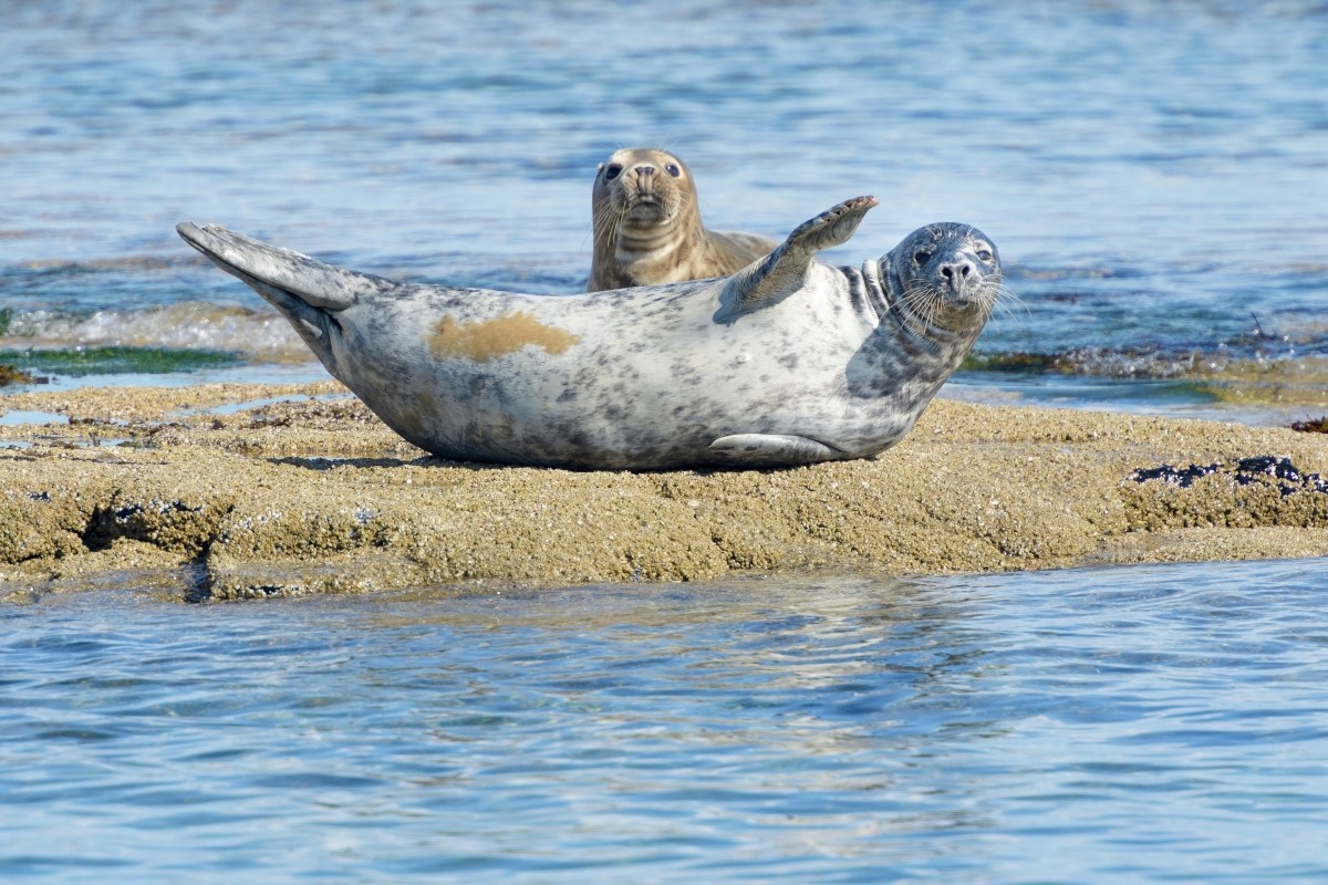 Farne Islands Grey Seals