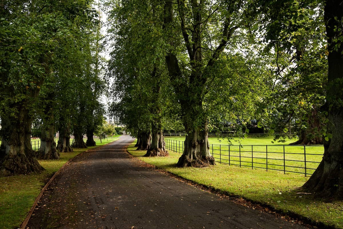 Bughtrig Estate - main drive flanked with trees