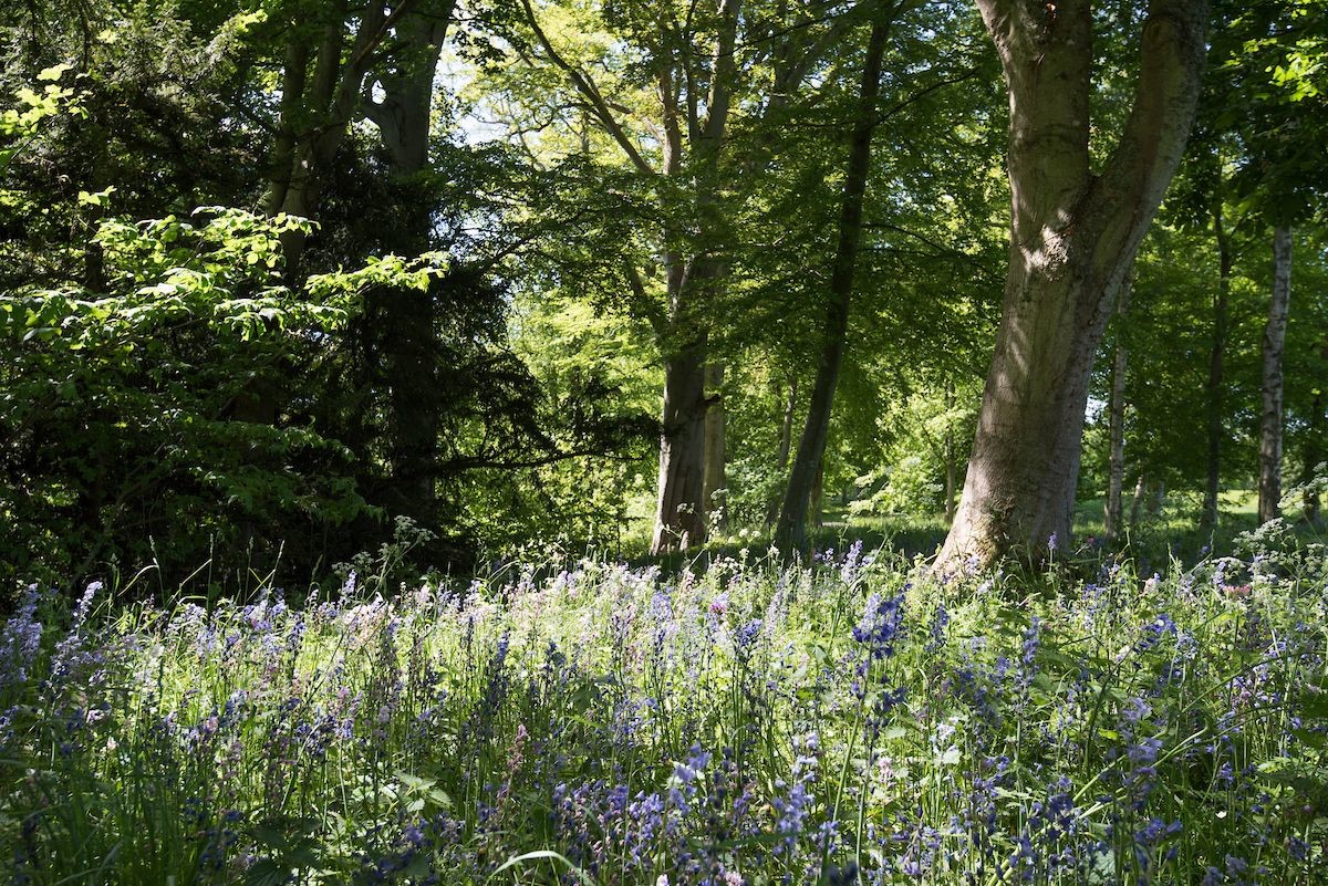 Park End - the Milne Graden Estate with stunning bluebell woods