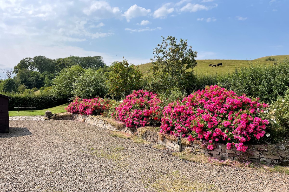 Whitesand Shiel - the beautiful roses in bloom to the rear of the cottage