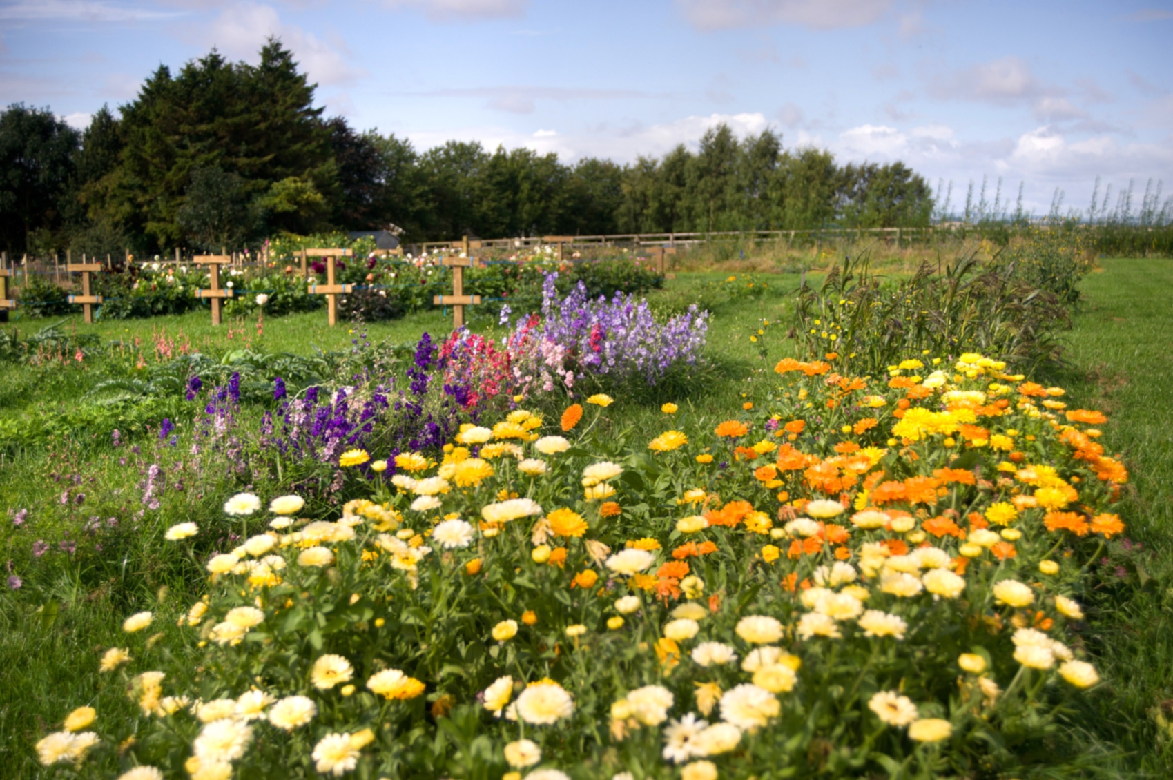 The flower fields in the English countryside at Ginger House Garden in Northumberland, England.