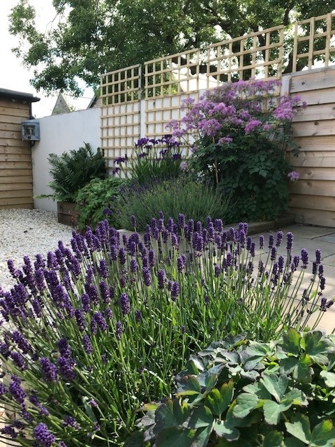 The Arch Potted Lavender In The Courtyard Garden