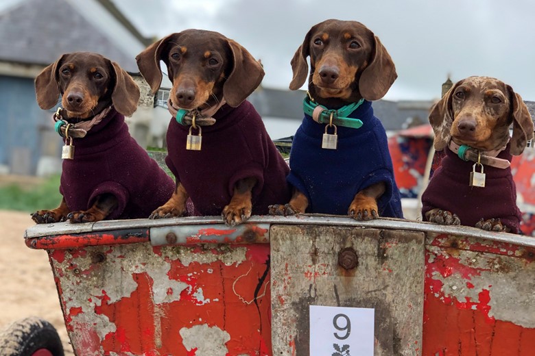 Third time's a charm - holiday cottages welcoming three dogs