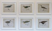 Fenton Lodge - framed bird prints