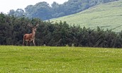 Ingram Valley Farm Safari - Tours nearby for guests at The Star Barn (pending availability)