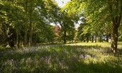 West Lodge - bluebells woods in the wider Milne Graden Estate