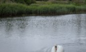 Brunton Burn - swans on the estate lake