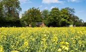 Daffodil Cottage - the cottage surrounded by a field of rapeseed