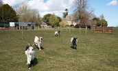Cairnbank House - the goats in the neighbouring paddock add some country charm