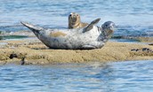 Farne Islands Grey Seals
