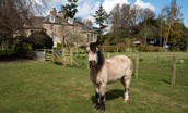 Cairnbank House - children will love to watch the horses in the neighbouring paddock