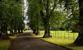 Bughtrig Estate - main drive flanked with trees