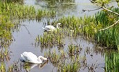 Gardener's Cottage, Elliston - swans on the pond