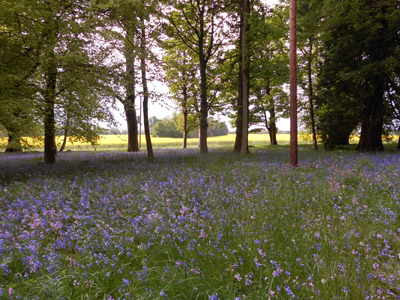 A field of bluebells