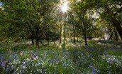 Housedon Haugh - stunning bluebell woods during the season