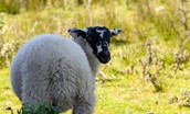 Heatherdene - the local sheep keeping an eye on things